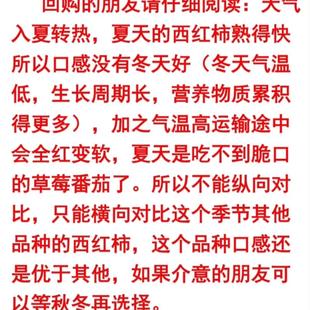 四川攀枝花露天草莓番茄农家羊粪肥种植生熟型番茄新鲜蕃茄柿子
