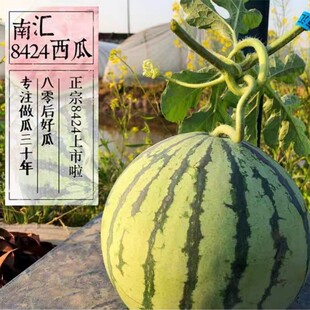 正宗上海南汇8426黑籽原苗西瓜新鲜水果脆甜皮薄多汁非麒麟瓜黄皮