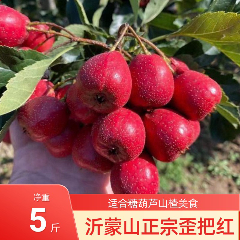 歪把红山楂鲜果 沂蒙山产地精品歪把 糖葫芦商用