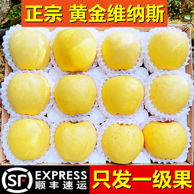 黄金维纳斯苹果山东新鲜水果大当季整箱时令孕妇正宗奶油烟台脆甜