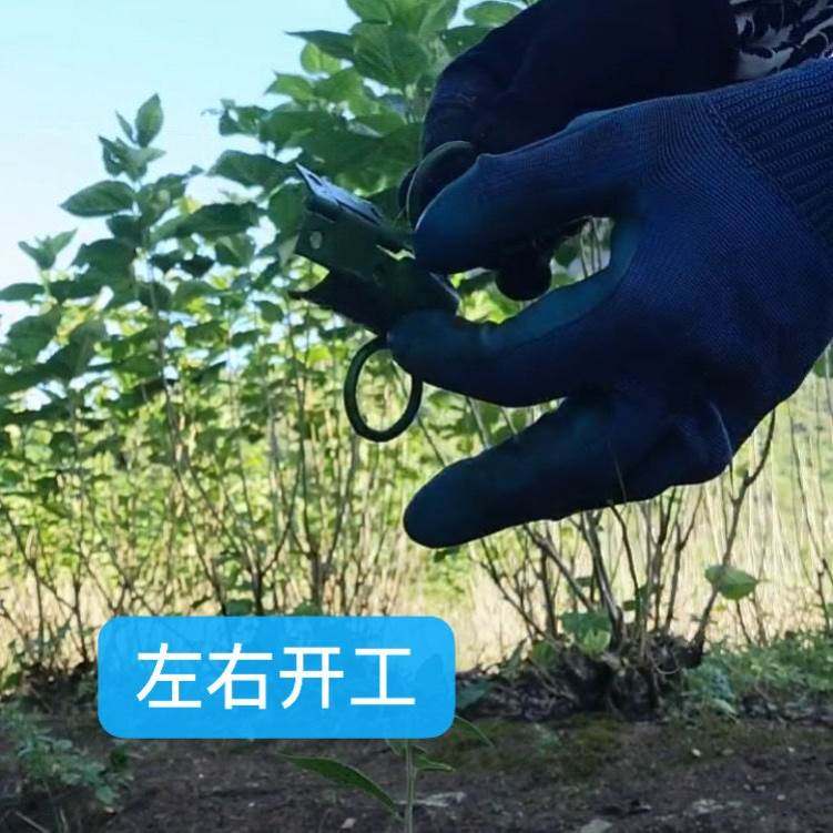 桑树刮叶刀桑叶采摘器桑叶收集刮叶器I检叶刀采叶神器桑叶神器