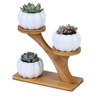 Unique Succulents Plant Pot Stand Bamboo Wood Succulent Plan