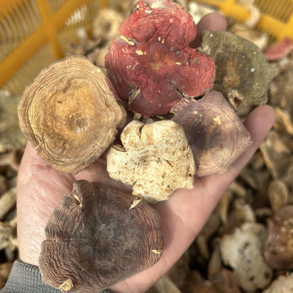 野生杂菌干蘑菇煲汤农家土特产
