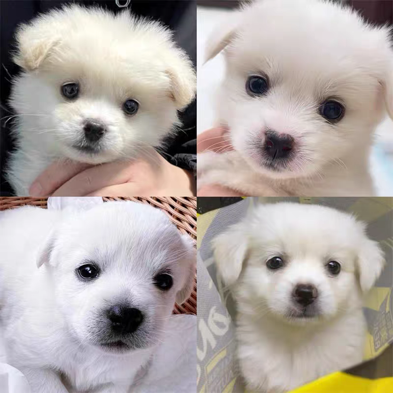 中华田园犬小型长不大适合小孩家养的高智商狗狗活物狗崽狗仔幼犬