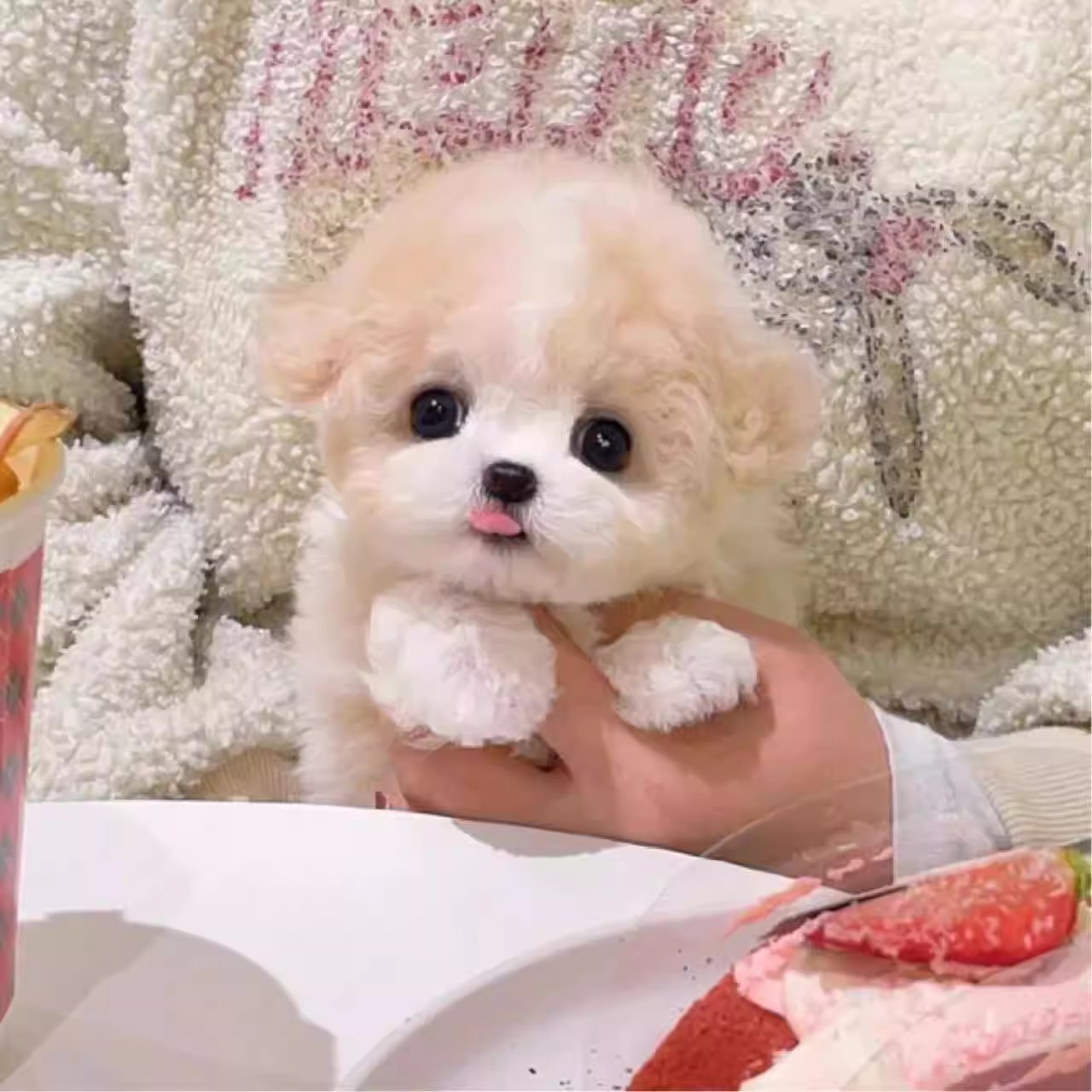韩版马尔泰超小体马尔泰幼犬宠物狗狗