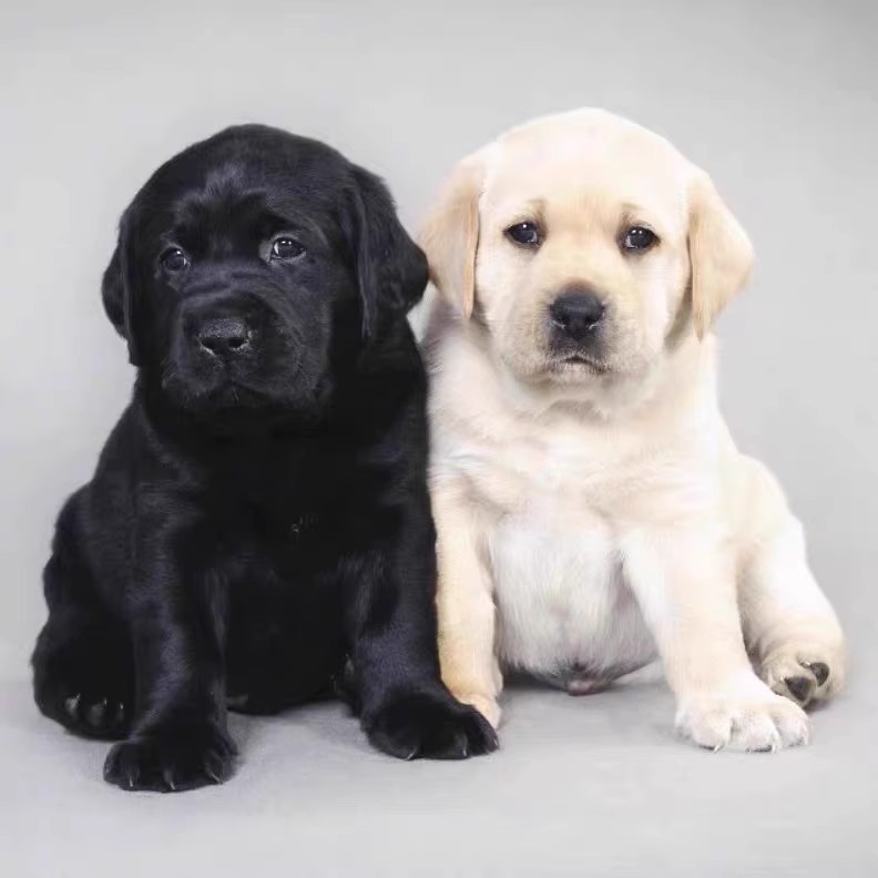 拉布拉多幼犬纯种活体神犬小七大狗狗