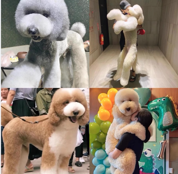 巨贵犬灰色巨贵幼犬巨型贵宾犬泰迪犬幼犬活体贵宾犬灰色巨贵狗狗