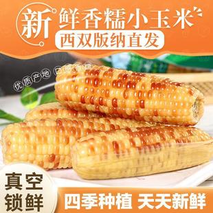 营养即食代餐 西双版 纳香糯小玉米真空包装 5斤 秋石精选 3斤