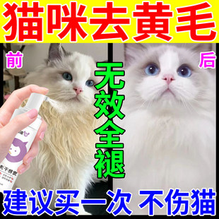 猫咪毛发去黄毛美白去嘴角黄毛泪痕布偶黑下巴油尾巴清洁干洗慕斯