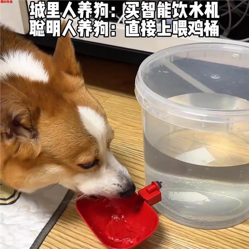 宠物饮水机猫咪狗自动喂器