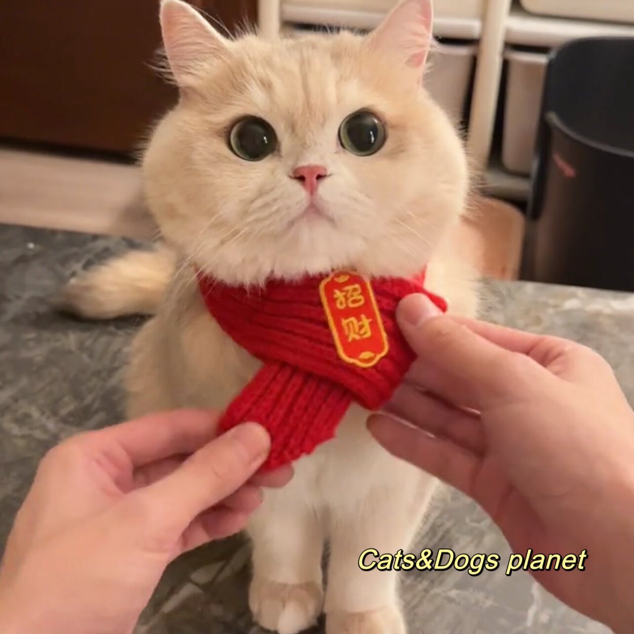 宠物新年围巾猫咪狗狗过年红色国围脖中国风秋冬保暖毛线针织喜庆,宠物/宠物食品及用品,围巾/口水巾,淘宝优惠券,粉丝福利购,淘宝优惠卷