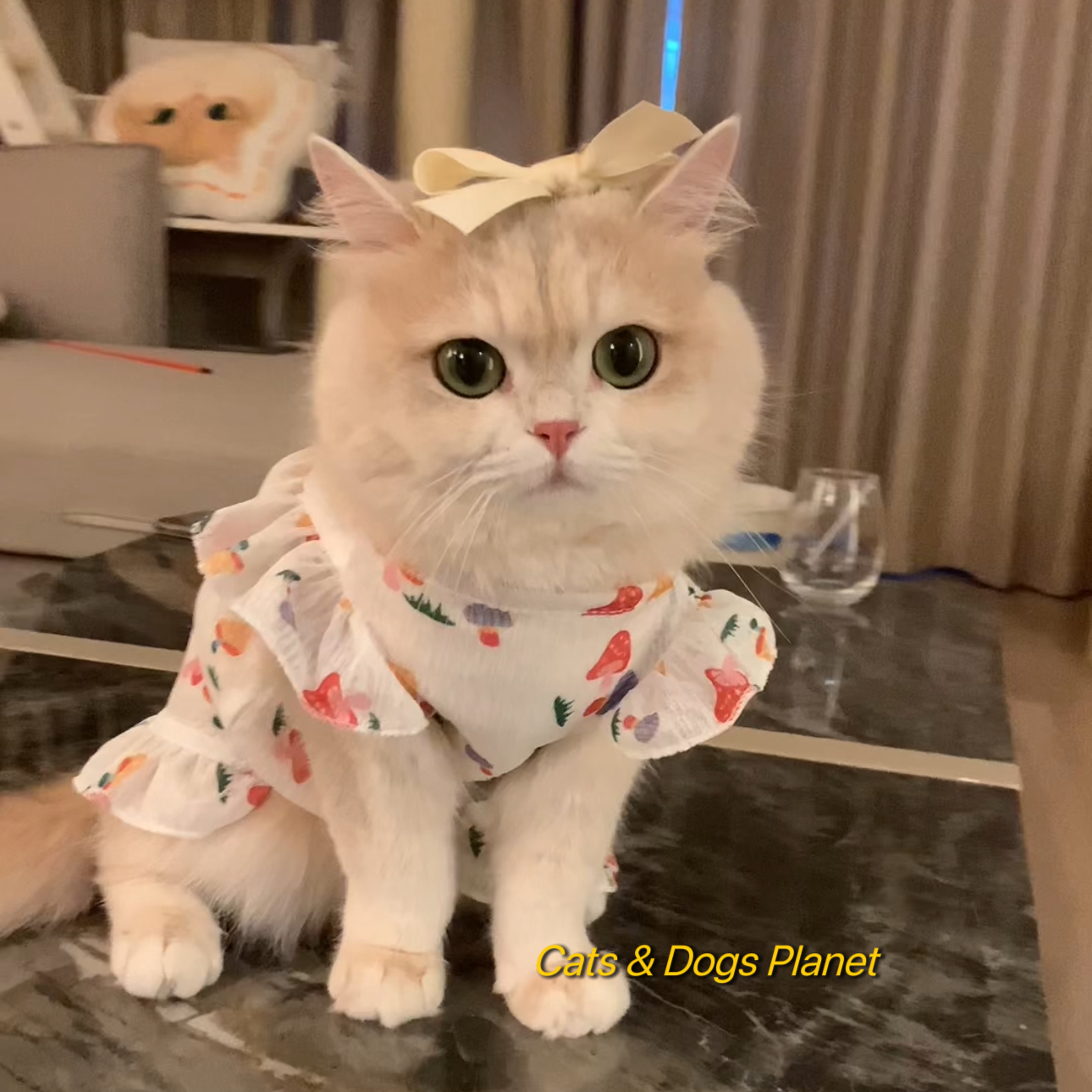 薄荷仙女同款猫咪夏季薄纱连衣裙