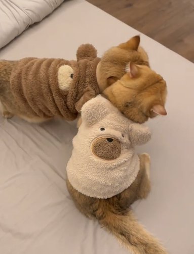 网红同款猫咪衣服防掉毛保暖背心