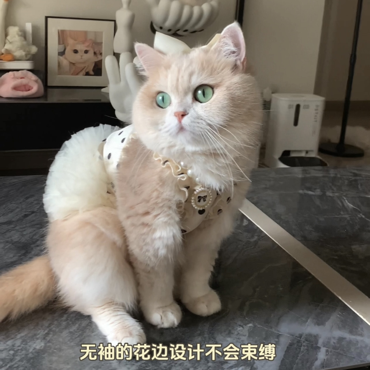 猫咪狗狗春夏秋新款蓬蓬公主裙波点草莓花边裙子可爱宠物服饰猫狗