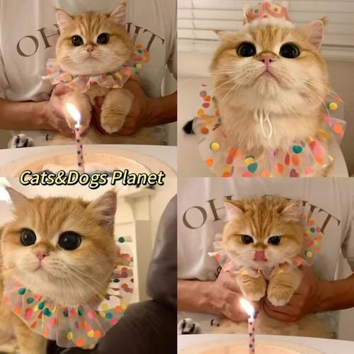 头饰小狗小型犬奶猫波点生日派对