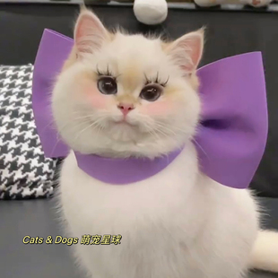 汤姆的梦中情猫玛丽猫蝴蝶结造型项圈猫咪围脖挂饰脖圈美女猫领结