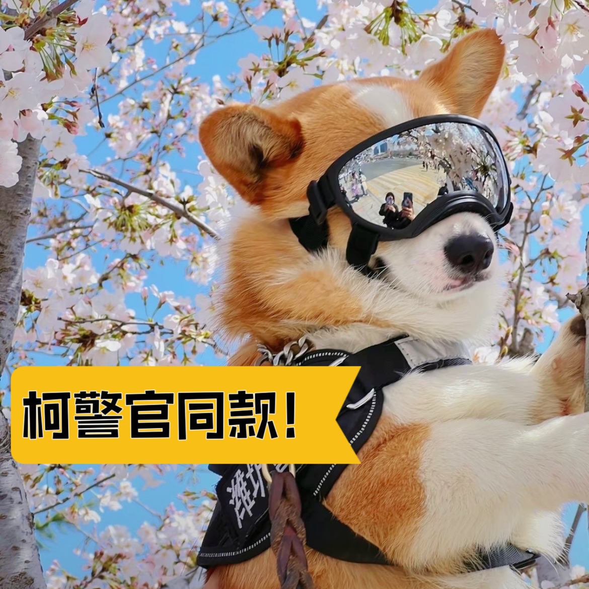 福仔墨镜同款柯基护目镜狗狗眼镜