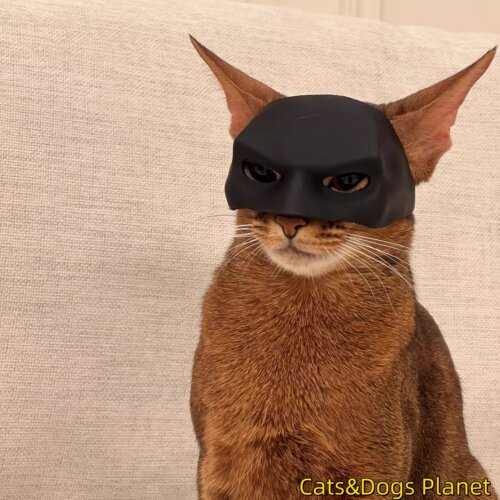 猫咪cos蝙蝠侠面具头套宠物装饰拍照道具配饰搞怪创意蝙蝠猫面罩