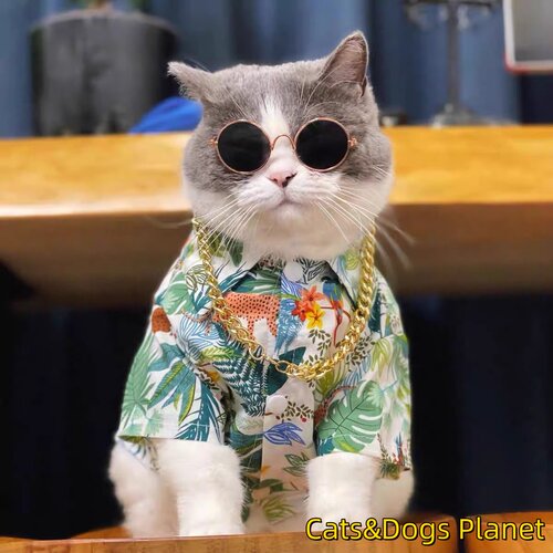 夏季猫咪衣服薄款碎花衬衫宠物狗狗衣服小型犬金渐层蓝白比熊泰迪
