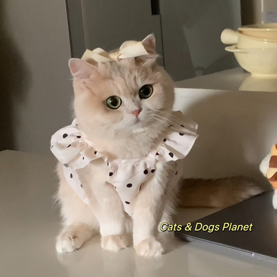 猫咪公主裙子夏季可爱吊带防掉毛
