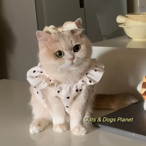 猫咪公主裙子夏季可爱吊带防掉毛