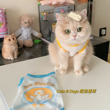 猫咪衣服夏天薄款防掉毛背心狗狗夏季网纱宠物小猫金渐层布偶蓝白