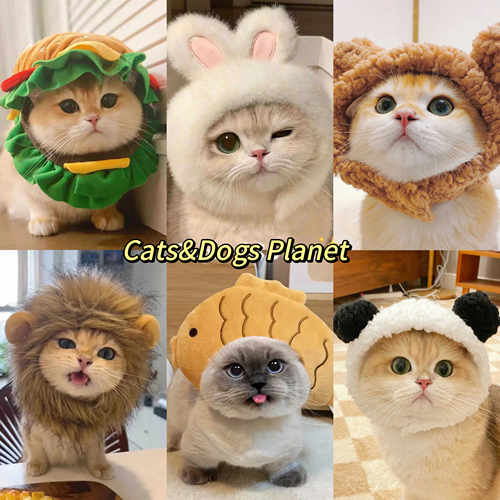 可爱搞怪帽子网红变装帽狗狗猫咪