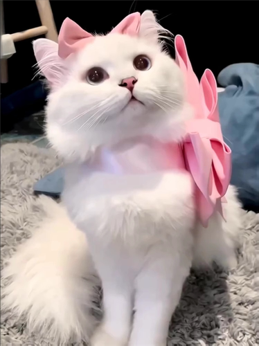 猫咪蝴蝶结玛丽猫领结围脖项链装饰宠物狗项圈布偶猫德文可爱幼猫