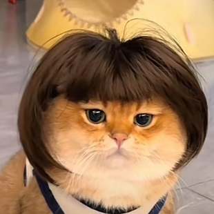 猫咪假发宠物猫头发狗狗头套头饰发型COS坤坤同款搞笑奶奶灰帽子
