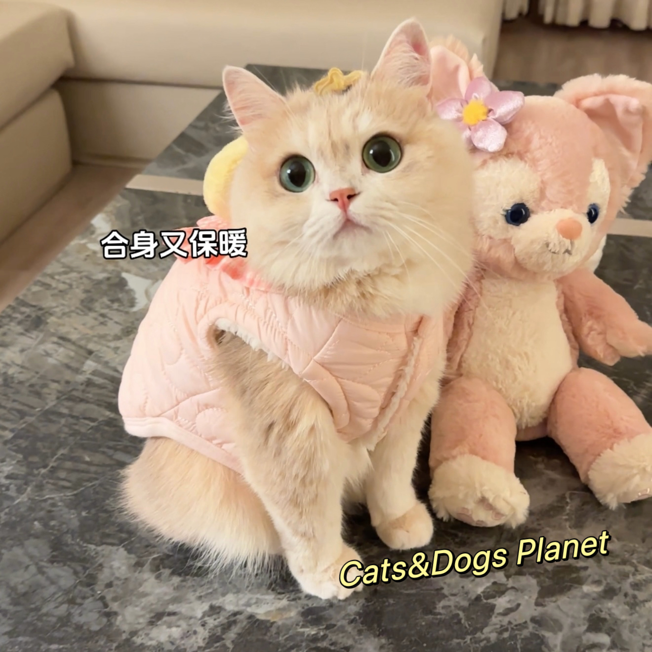 宠物猫咪狗狗加厚保暖棉服小鸭子口水巾款式可爱衣服金渐层比熊犬