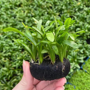 现货速发小水兰小坨草鱼缸造景水草场直发懒人水培增氧前中后景淡