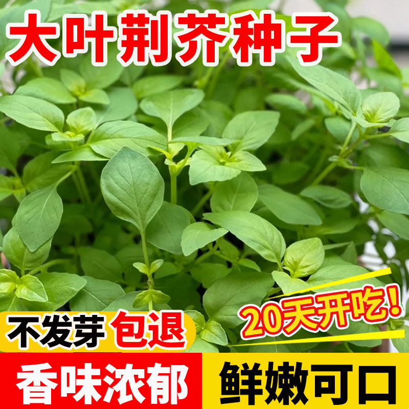 大叶荆芥种子四季种大叶荆芥菜种籽罗勒叶蔬菜种孑庭院易成活高产