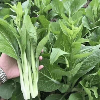 耐热白菜苔种子四季夏天可种阳台