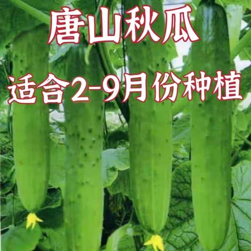唐山秋瓜种子秋黄瓜高产水果黄瓜阳台盆栽春季秋季易播种四季种子