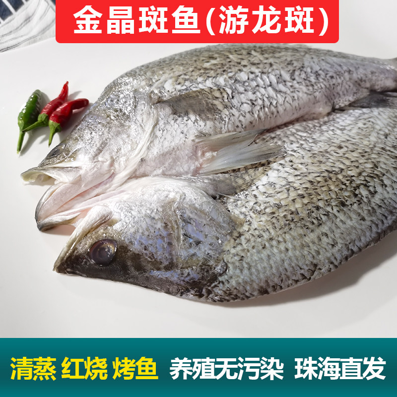 金目鲈鱼游龙斑盲曹鱼清蒸烤鱼纸包鱼半成品商用尖吻金晶斑鱼鲈鱼