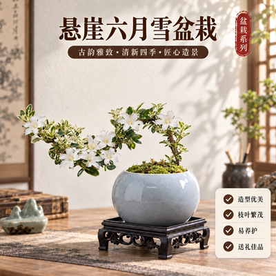 白花六月雪重瓣老桩盆景好养