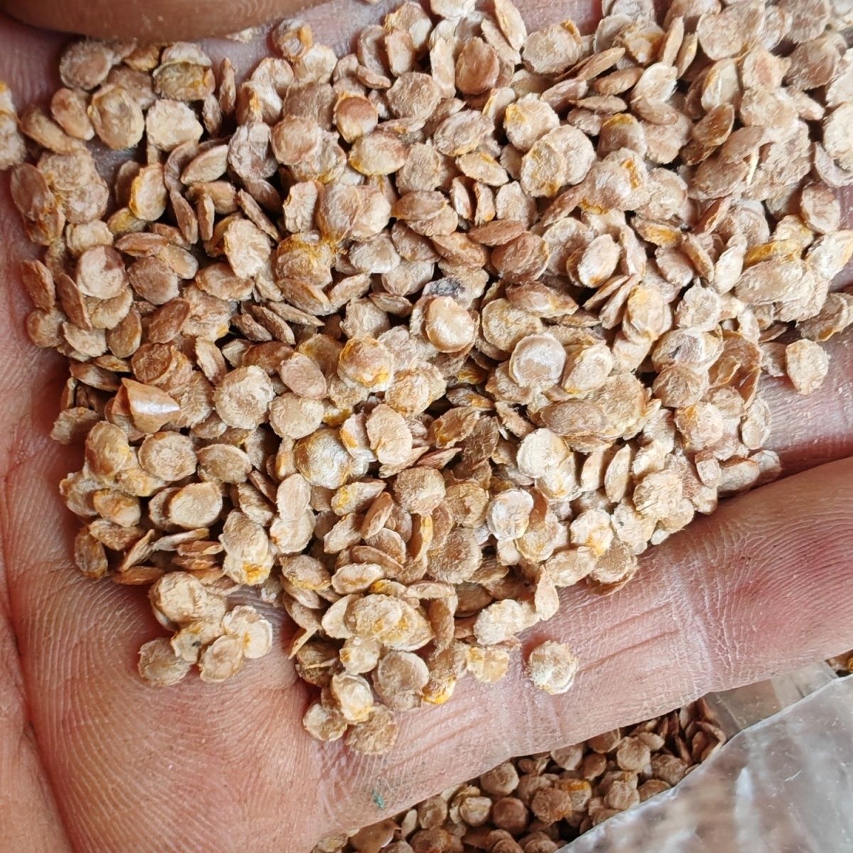 云南树番茄种子鸡蛋果种子洋酸茄番茄