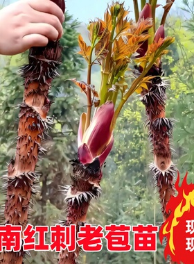 云南红老包树苗刺脑包苗红刺嫩芽苗刺龙芽高寒山红刺老苞苗鸟不落