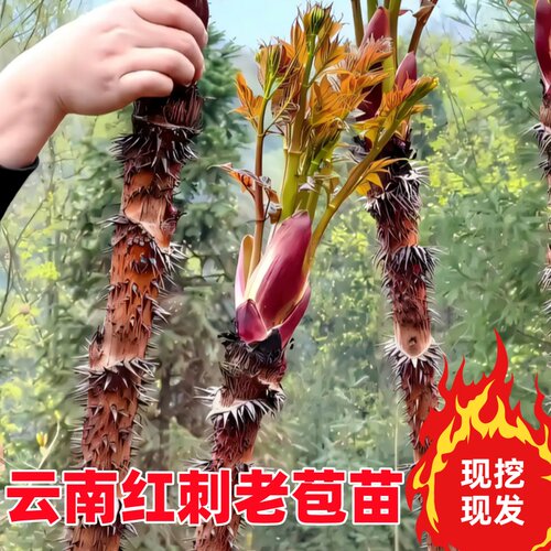 云南红老包树苗红刺脑包苗刺嫩芽