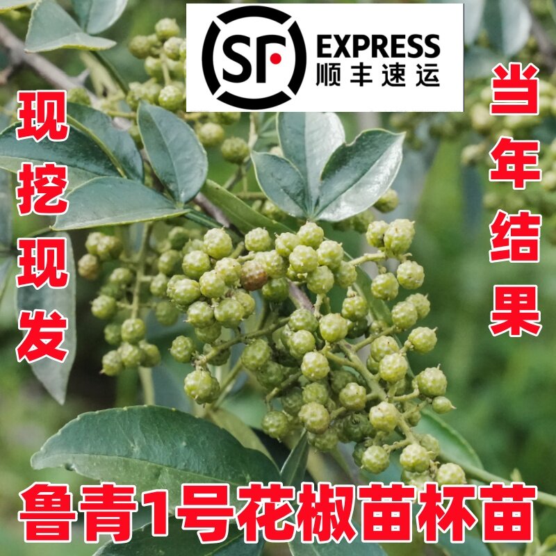 顺丰包邮鲁甸龙头山青花椒苗云南青花椒苗昭通花椒苗鲁青1号带土