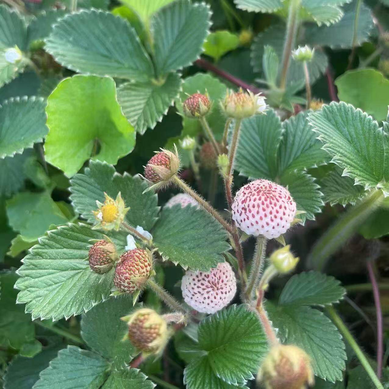 云南野生奶油白泡苗白草莓秧苗地莓苗盆栽地栽当年结果大果苗