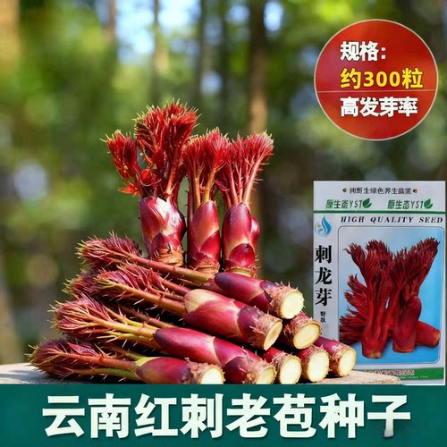 云南红刺老苞山野菜种子高发芽