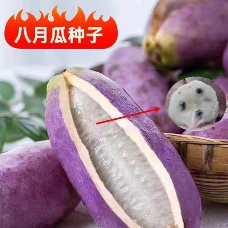 三叶木通八月瓜种籽 野生原生品种居家庭院盆栽地栽 好养活易发芽