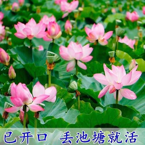 碗莲种子四季水培植物荷花种籽室内阳台鱼缸睡莲盆栽懒人好养