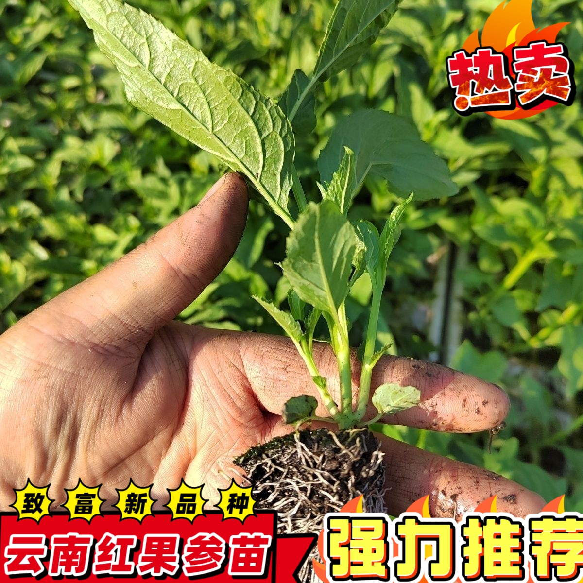 红果参苗云南红果参苗蜘蛛果苗带土杯苗高成活率易种植果中人参苗