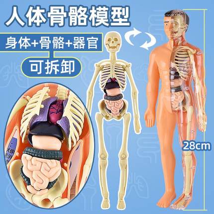 穴位人体骨骼全身中医学模型器官经络仿真可拆卸拼装结构儿童玩具