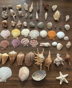 天然贝壳海螺海星幼儿园环创手工diy漂流瓶相框台灯风铃打孔贝壳