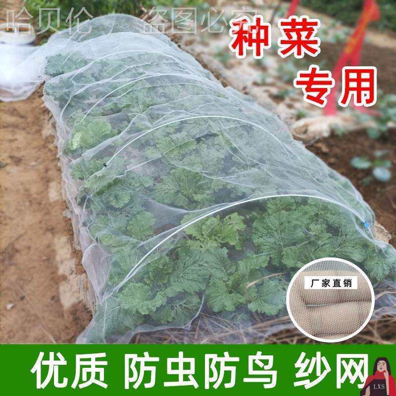 防虫网农用罩纱网蔬菜防鸟大棚防鸟菜园用网菜地加密防鸟罩种