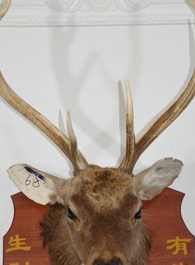 美式鹿壁挂招财鹿头动物68壁饰财有标本生摆件乡村大号装饰品墙饰