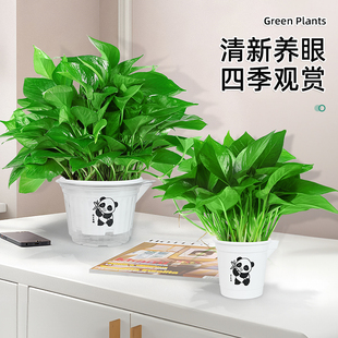 绿萝盆栽室内好养客厅新房客厅绿植花卉办公室植物绿箩净化空气